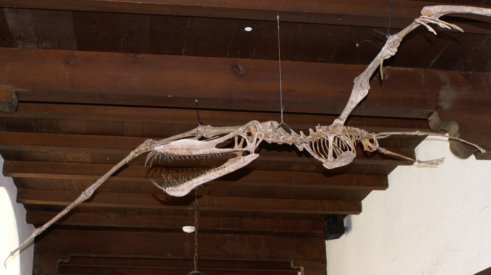 Ornithocheirus: The Cretaceous Coastal Cruiser (image credits: wikimedia)