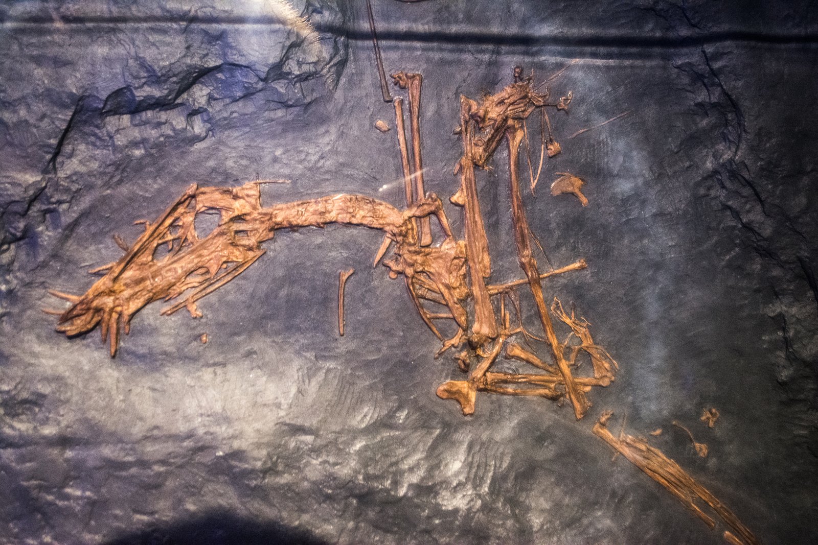 Fossil Evidence: Piecing Together Ancient Flight (image credits: wikimedia)