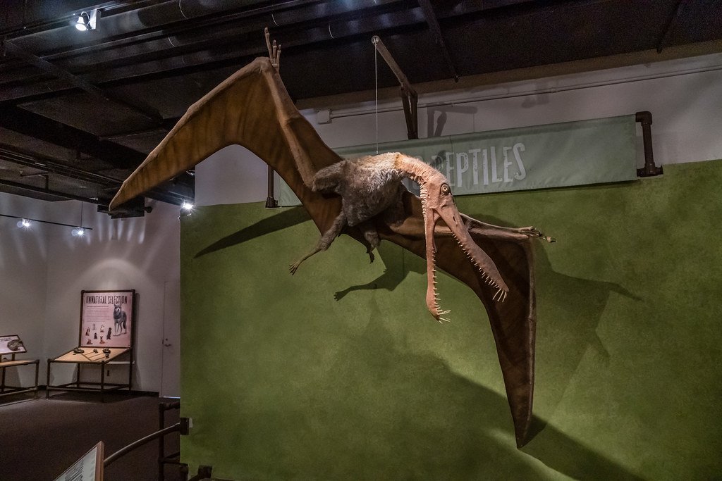 7 Ancient Flyers That Dwarfed Modern Birds