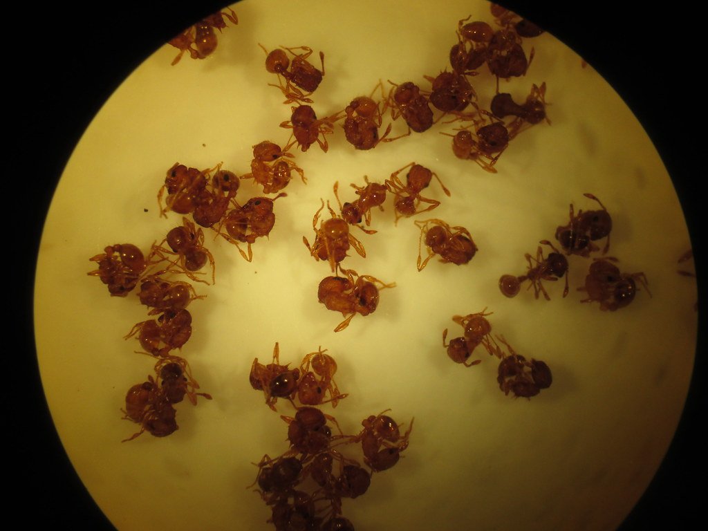 The Invasion That Changed Everything (image credits: flickr)