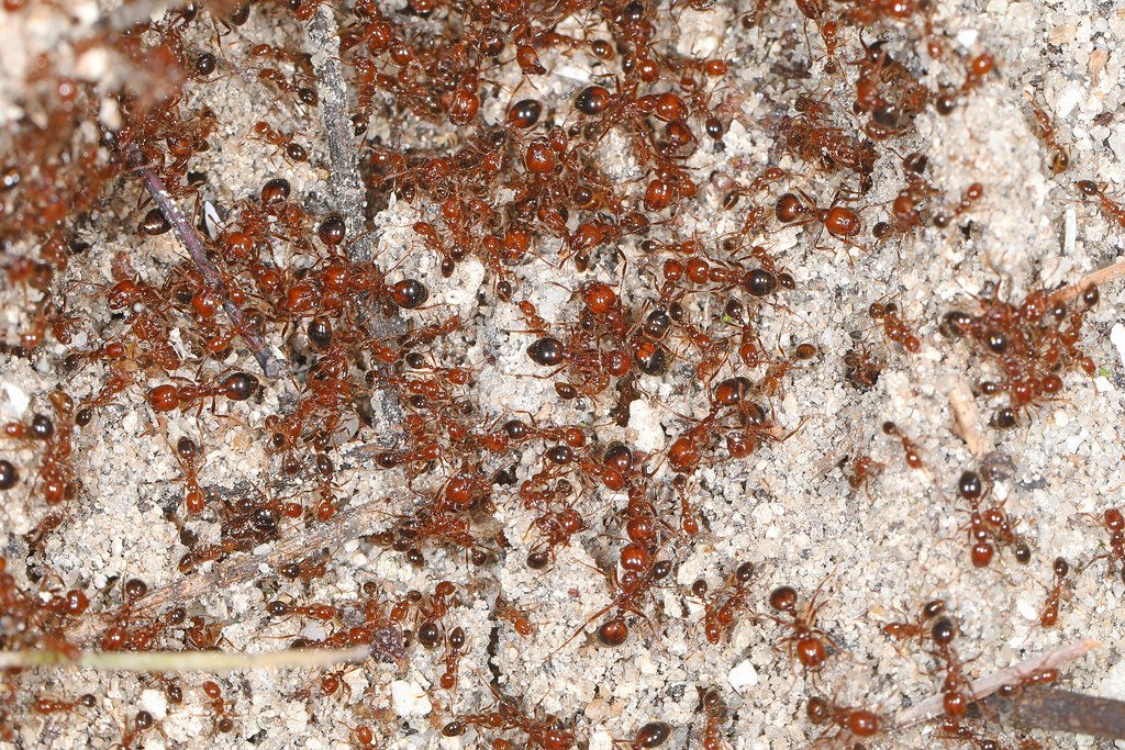 Masters of Destruction: Understanding Fire Ant Biology (image credits: flickr)