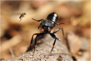 Biological Weapons: The Science of Natural Control (image credits: BMC Ecology image competition 2014: the winning images. BMC Ecology 2014, 14:24 doi:10.1186/s12898-014-0024-6, CC BY 4.0, https://commons.wikimedia.org/w/index.php?curid=37284688)