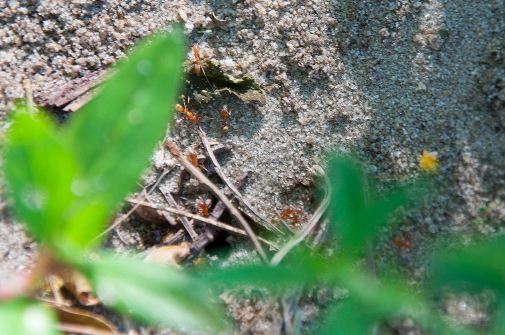 Agricultural Countermeasures: Protecting Crops and Livestock (image credits: flickr)