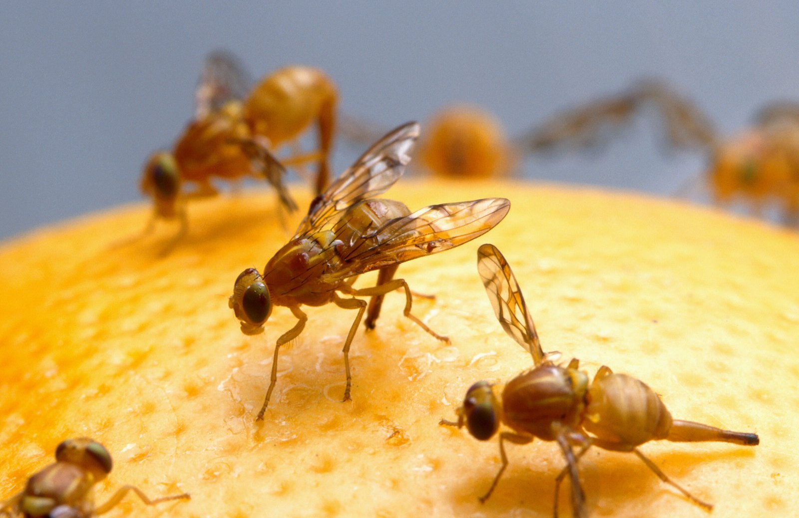 Fruit Flies: Tiny Giants of Genetic Research (image credits: wikimedia)