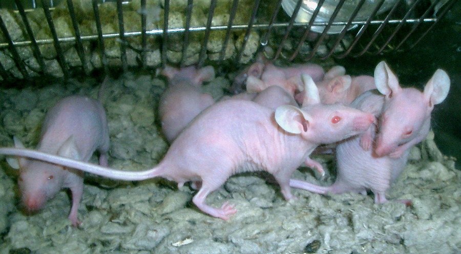 Laboratory Mice: The Mammalian Research Standard (image credits: flickr)