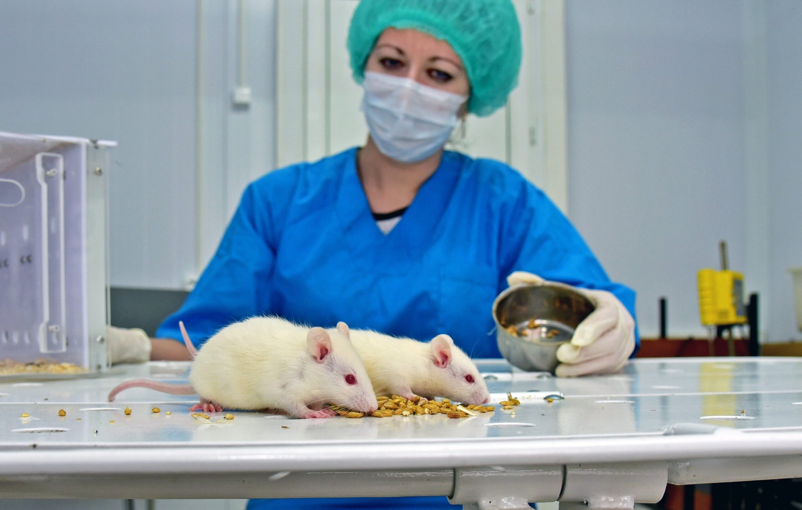 Neurological Research and Brain Studies (image credits: By Galina Fomina, CC BY 4.0, https://commons.wikimedia.org/w/index.php?curid=73144986)