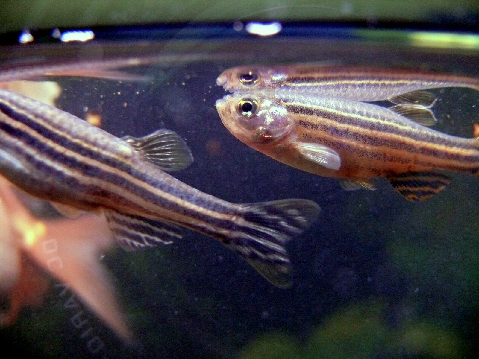 Zebrafish: Transparent Windows into Development (image credits: By Pogrebnoj-Alexandroff, CC BY-SA 3.0, https://commons.wikimedia.org/w/index.php?curid=25855500)