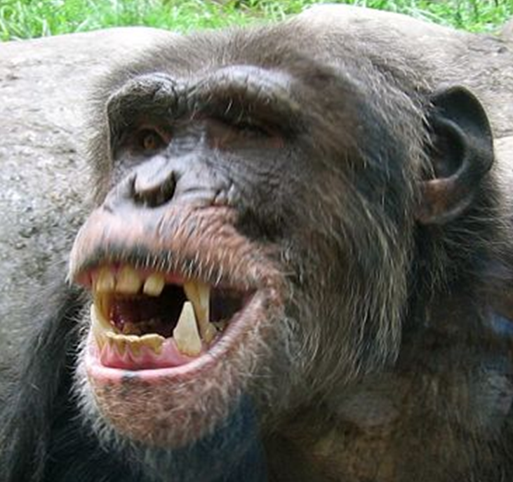 Chimpanzees: Our Closest Genetic Relatives (image credits: wikimedia)
