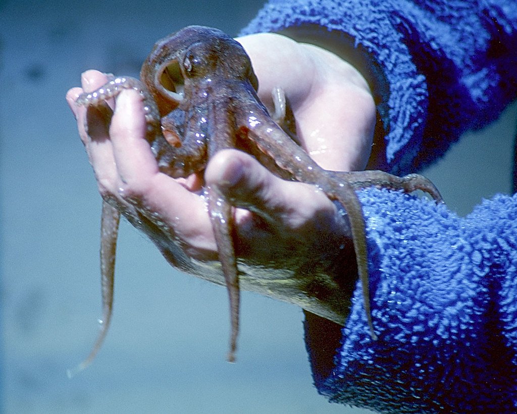 Octopuses: Masters of Neural Complexity (image credits: flickr)
