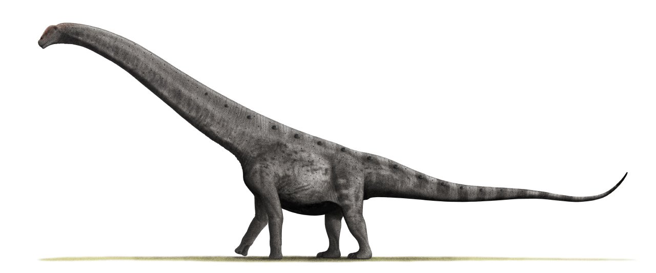 Argentinosaurus: The Dinosaur That Defied Gravity (image credits: wikimedia)
