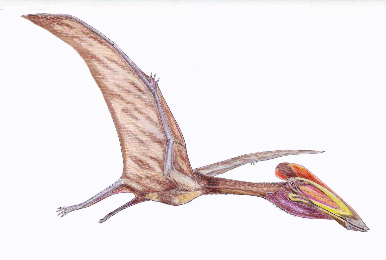 Quetzalcoatlus: The Flying Impossibility (image credits: wikimedia)