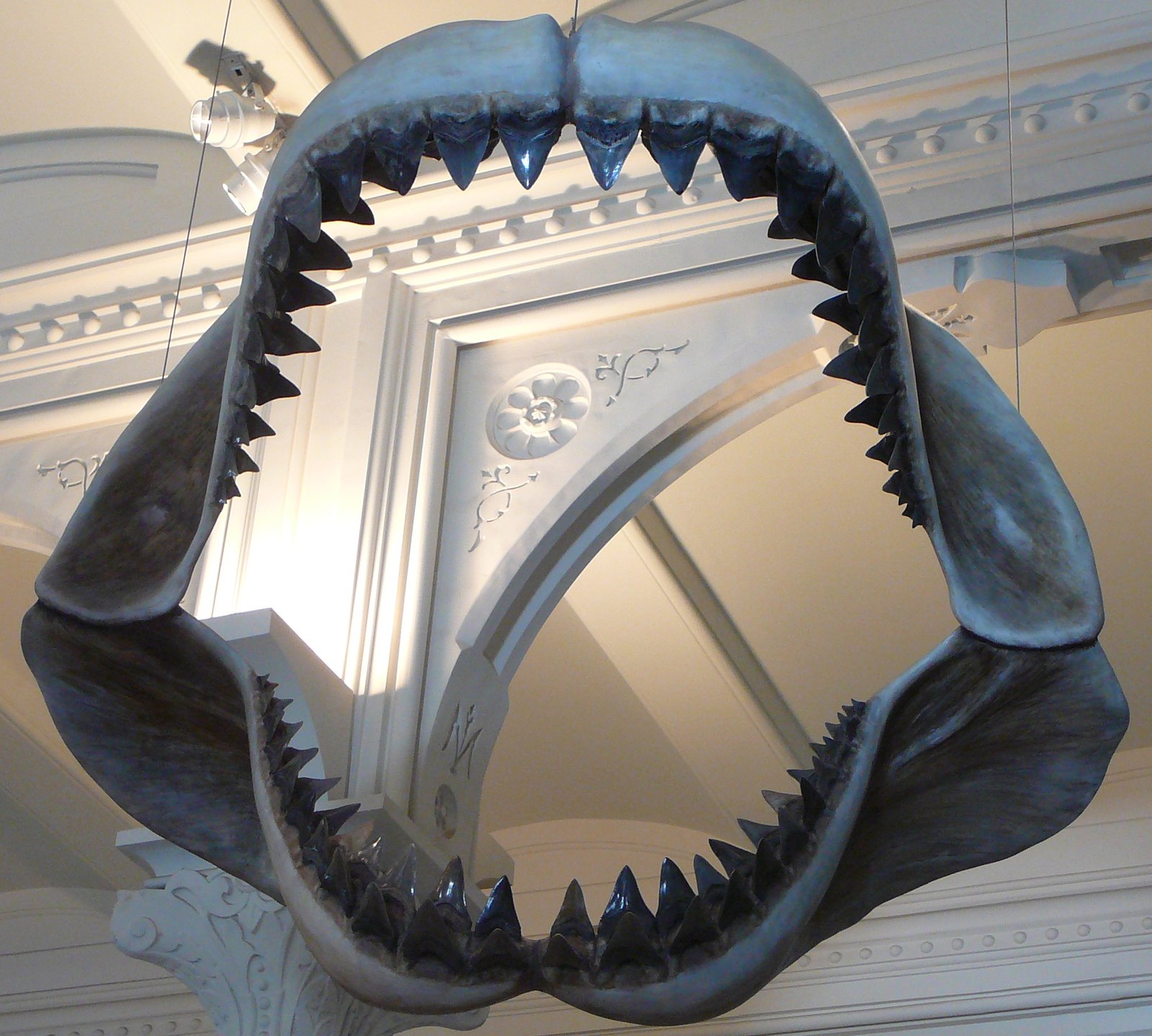 Megalodon: The Ocean's Ultimate Predator (image credits: wikimedia)