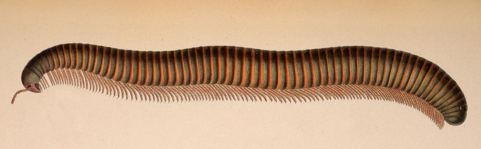 Arthropleura: The Giant Millipede That Shouldn't Exist (image credits: wikimedia)