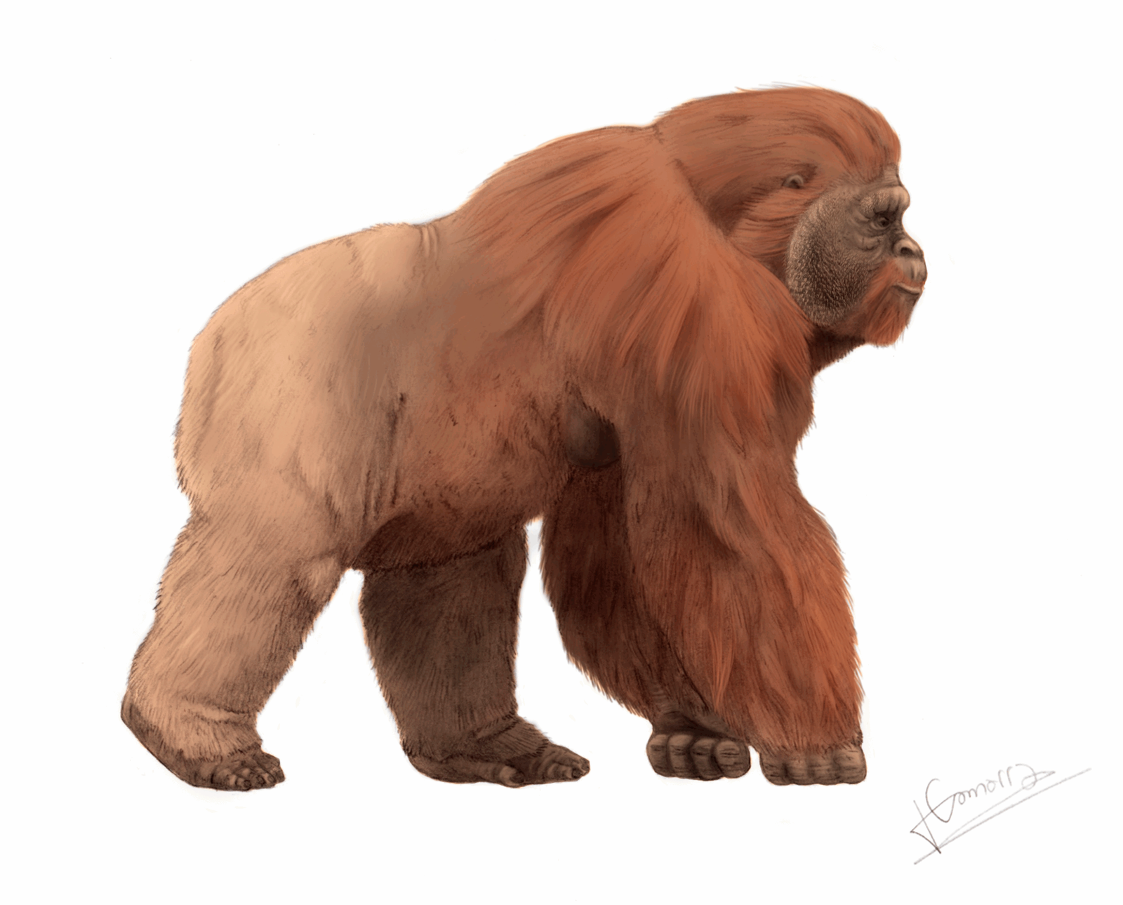 Gigantopithecus: The Ape That Towers Over King Kong (image credits: wikimedia)