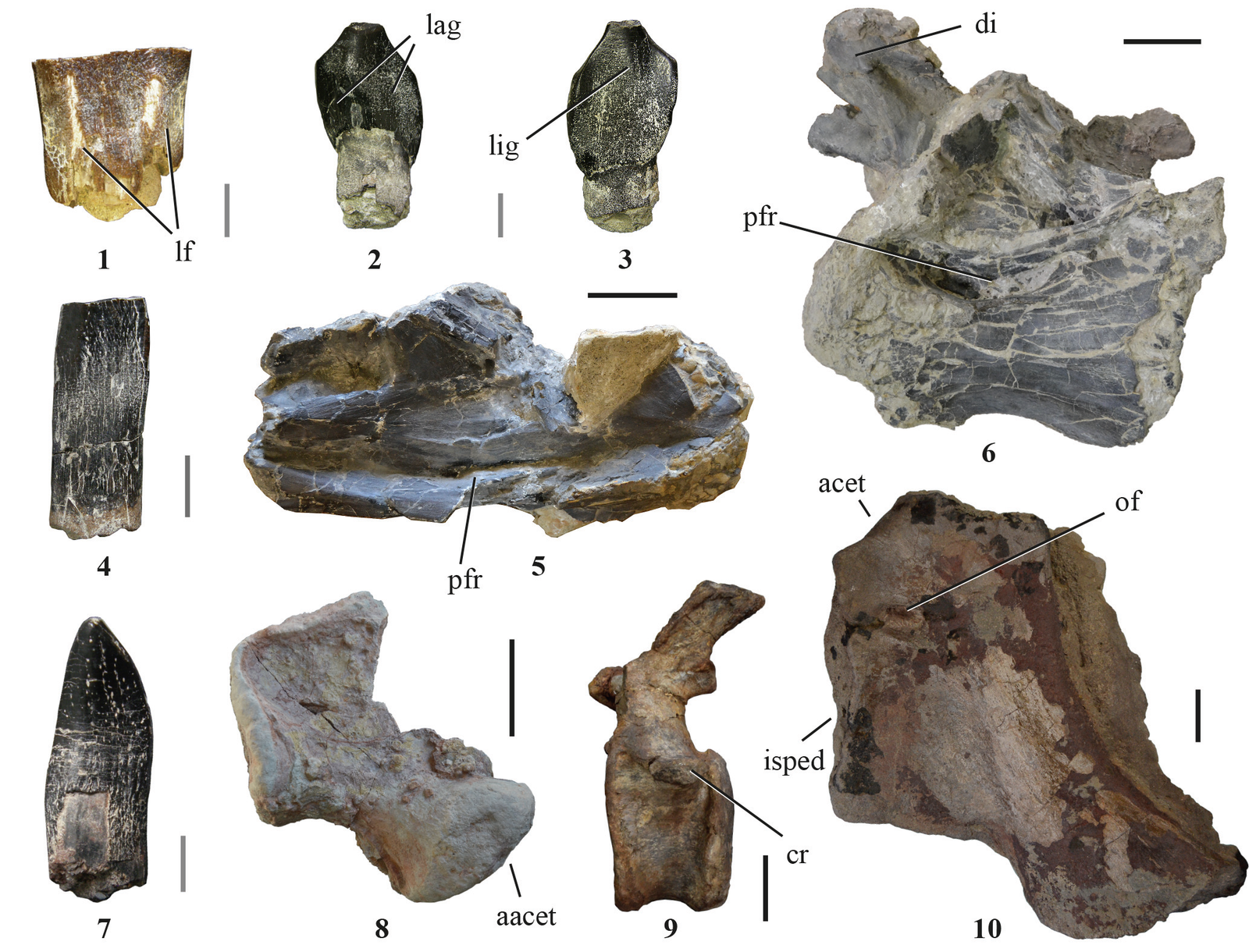 Cardiovascular Challenges of Giants (image credits: wikimedia)