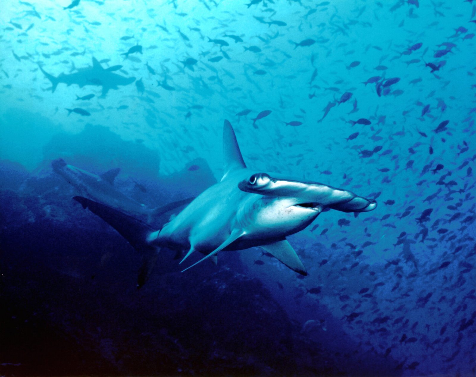 The Hammerhead's Electrical Advantage (image credits: wikimedia)