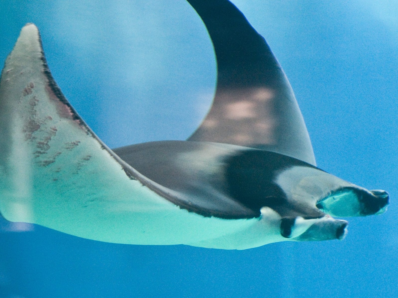 Other Electric Fish (image credits: Majestic ray, CC BY-SA 2.0, https://commons.wikimedia.org/w/index.php?curid=9840772)