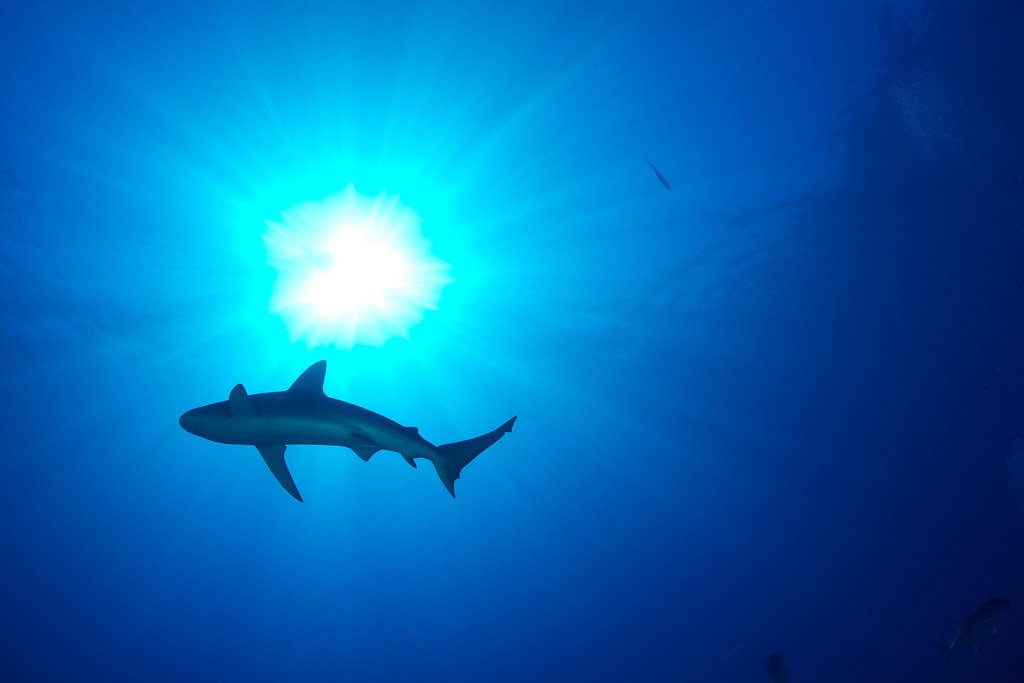 Conservation Implications (image credits: flickr)
