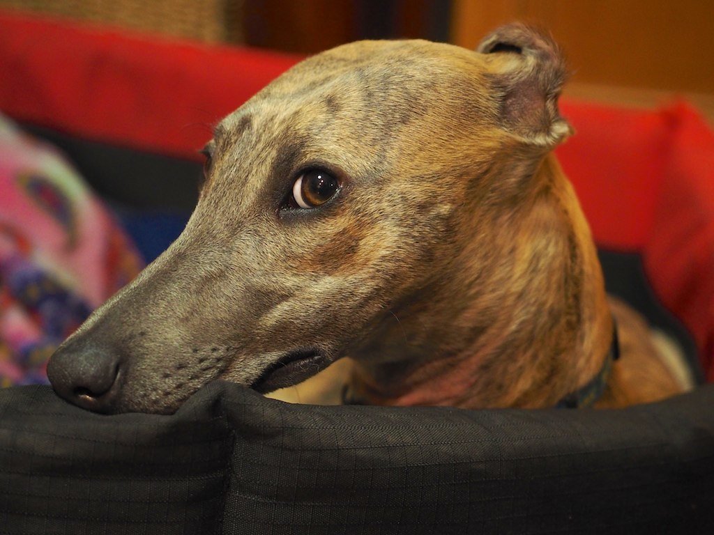 Dogs and Decision-Making Stress (image credits: flickr)