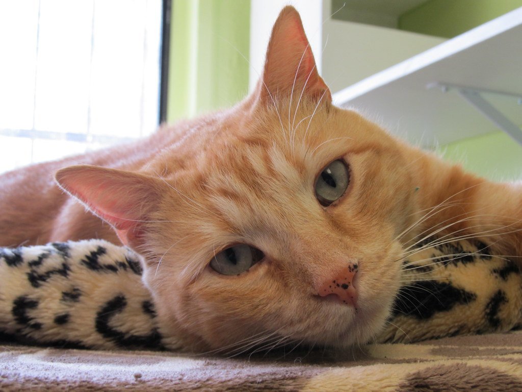 Evolutionary Advantages of Regret (image credits: flickr)