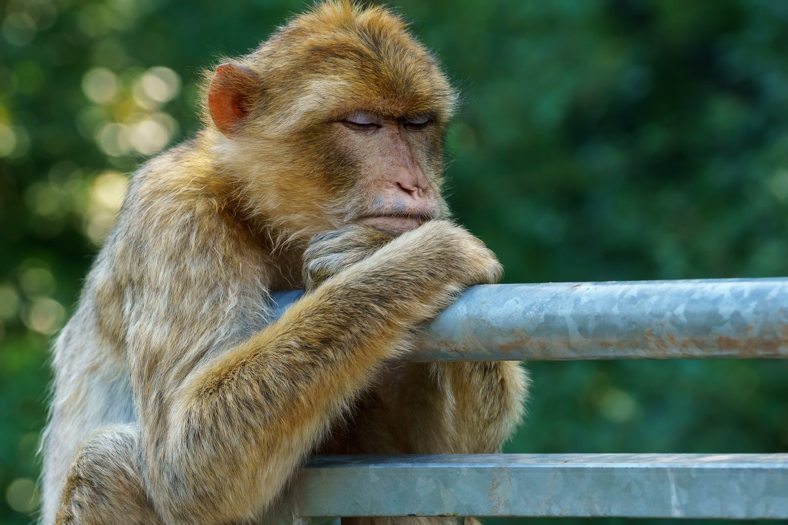 The Skeptic's Perspective (image credits: wikimedia)