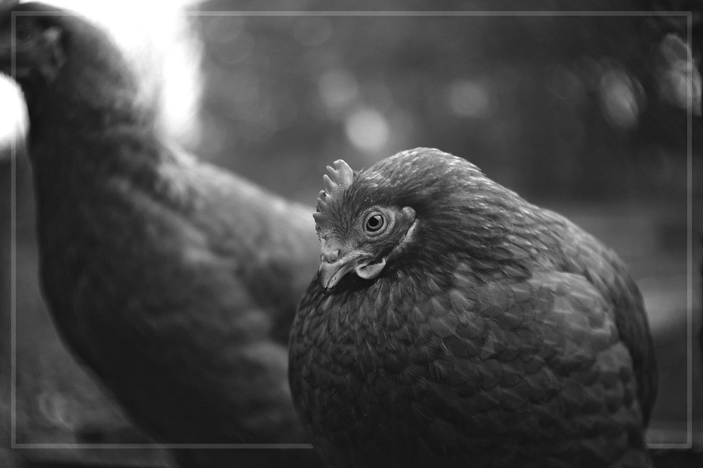 Implications for Animal Welfare (image credits: flickr)