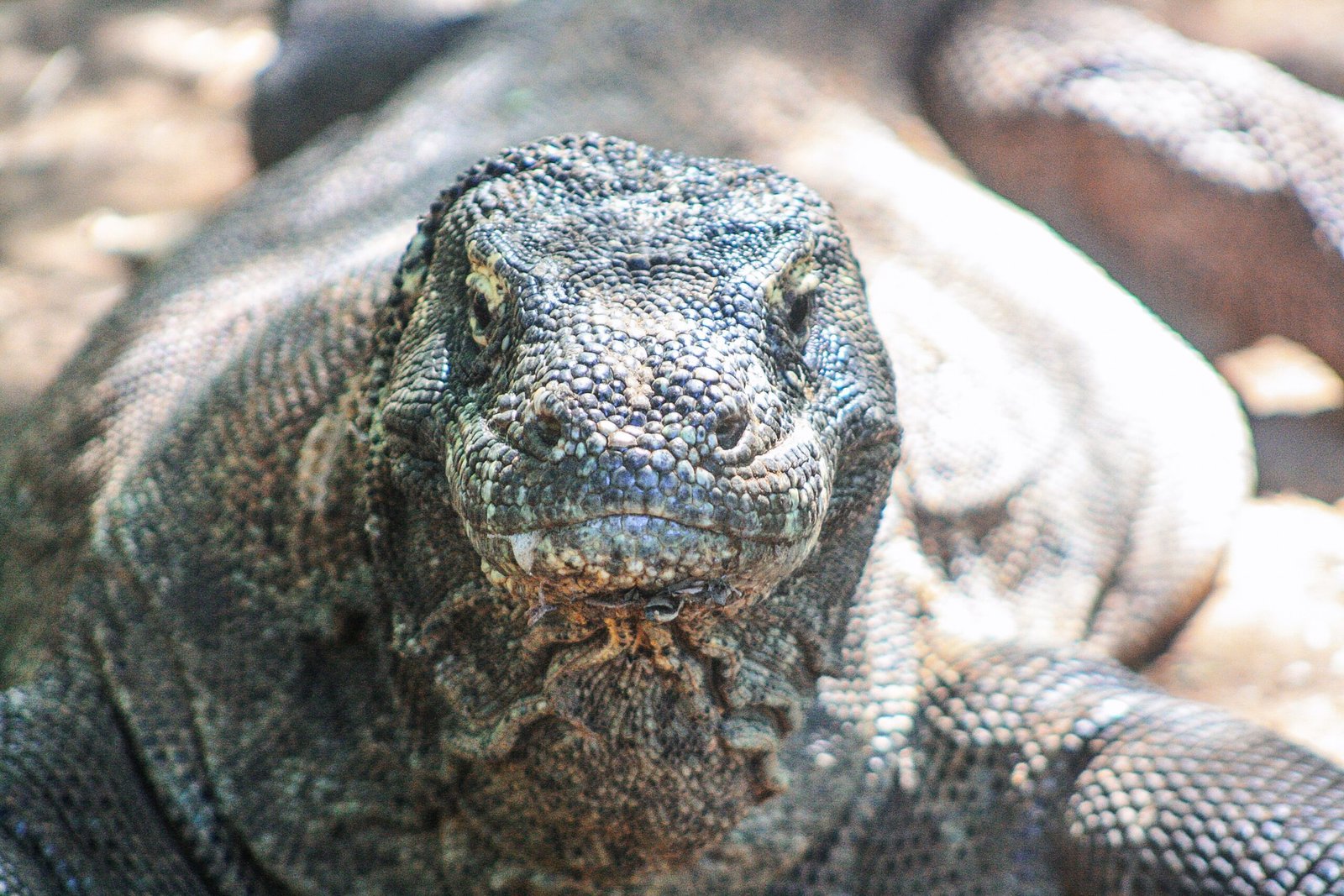 Komodo Dragons: Where Myth Becomes Reality (image credits: wikimedia)