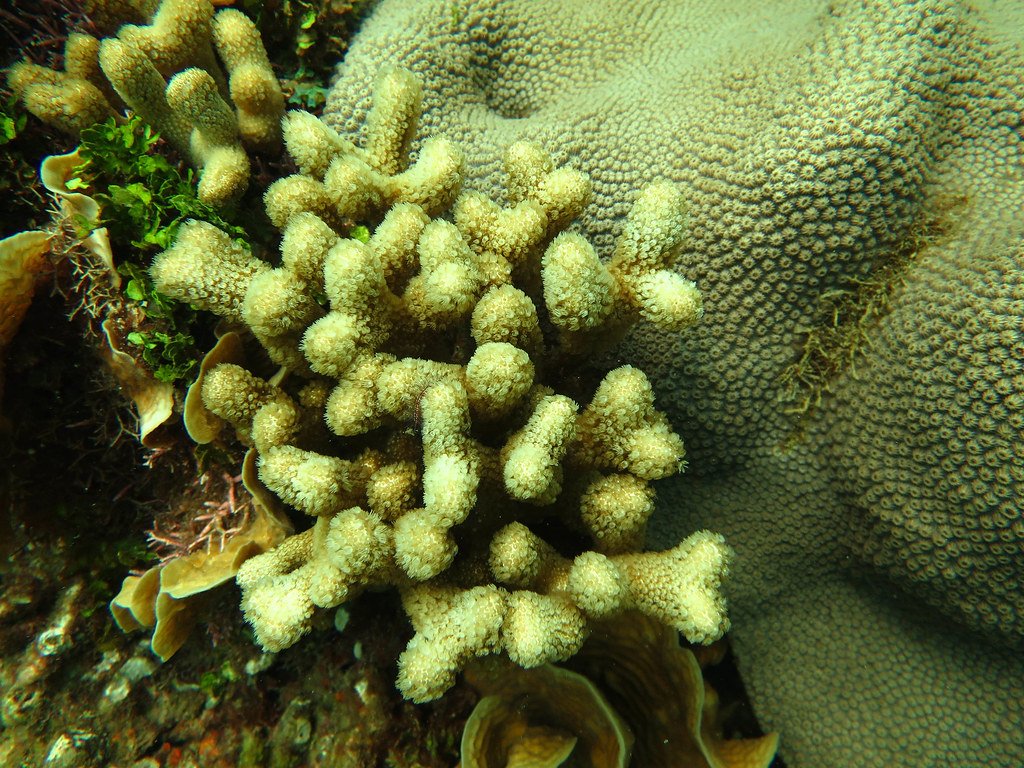 Meet the Immortal Coral: Orbicella Faveolata (image credits: flickr)