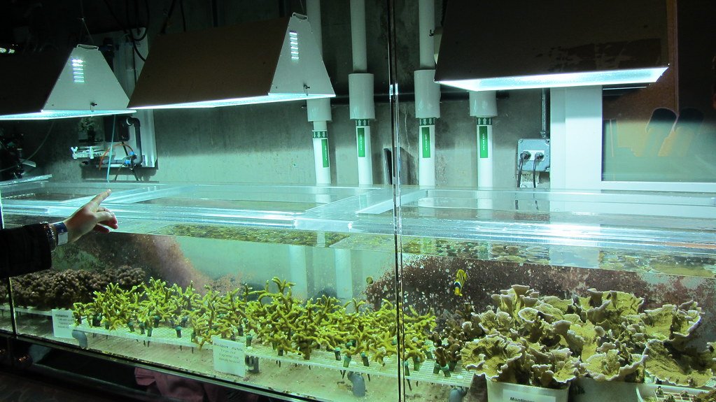 The Mind-Blowing Science Behind Coral Cloning (image credits: flickr)