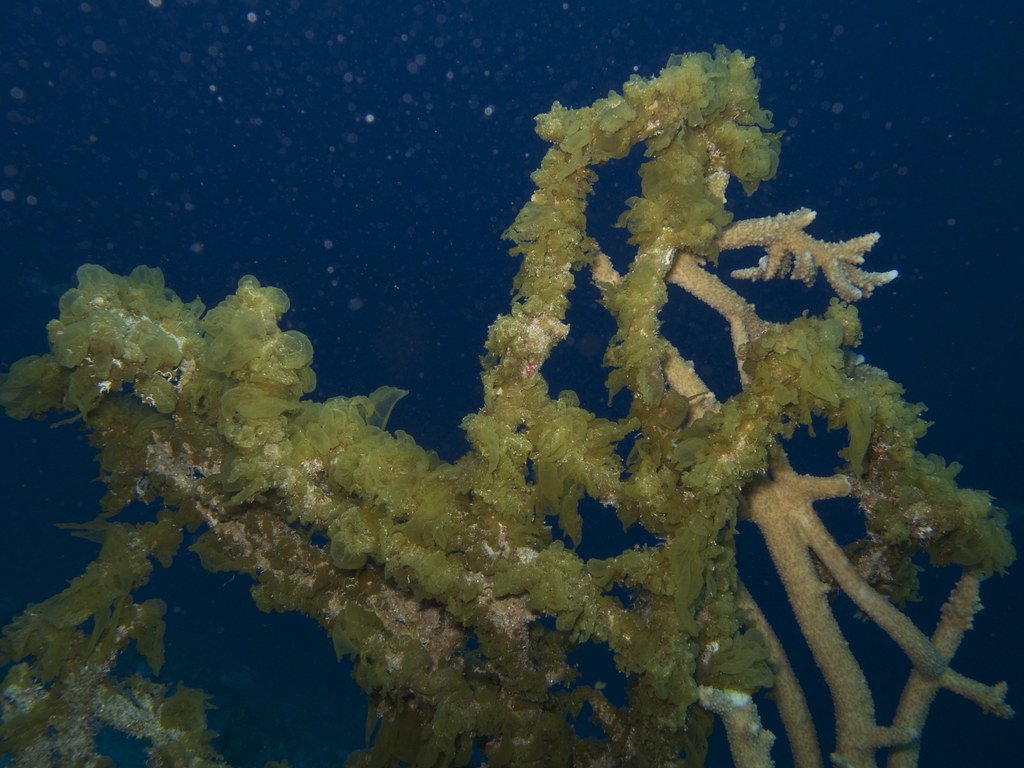 The Role of Symbiotic Algae in Coral Longevity (image credits: flickr)