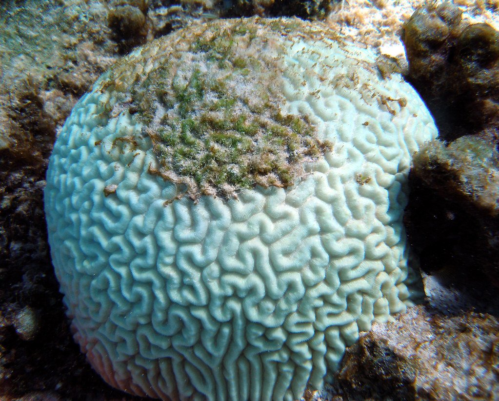 How Climate Change Threatens Immortal Coral Populations (image credits: flickr)