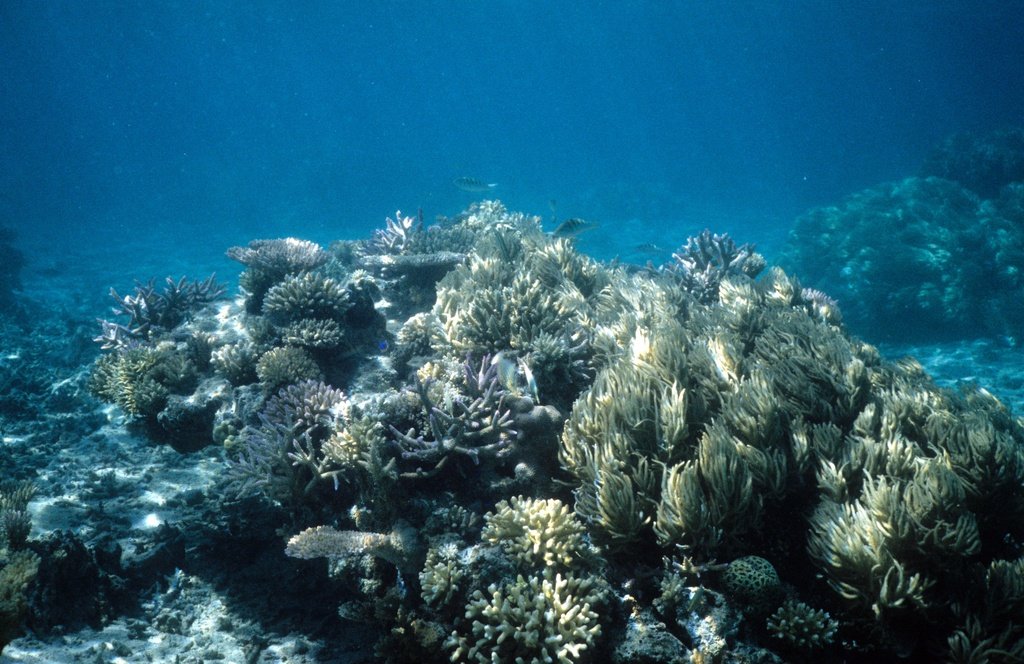 Comparing Coral Immortality to Other Long-Lived Marine Species (image credits: flickr)