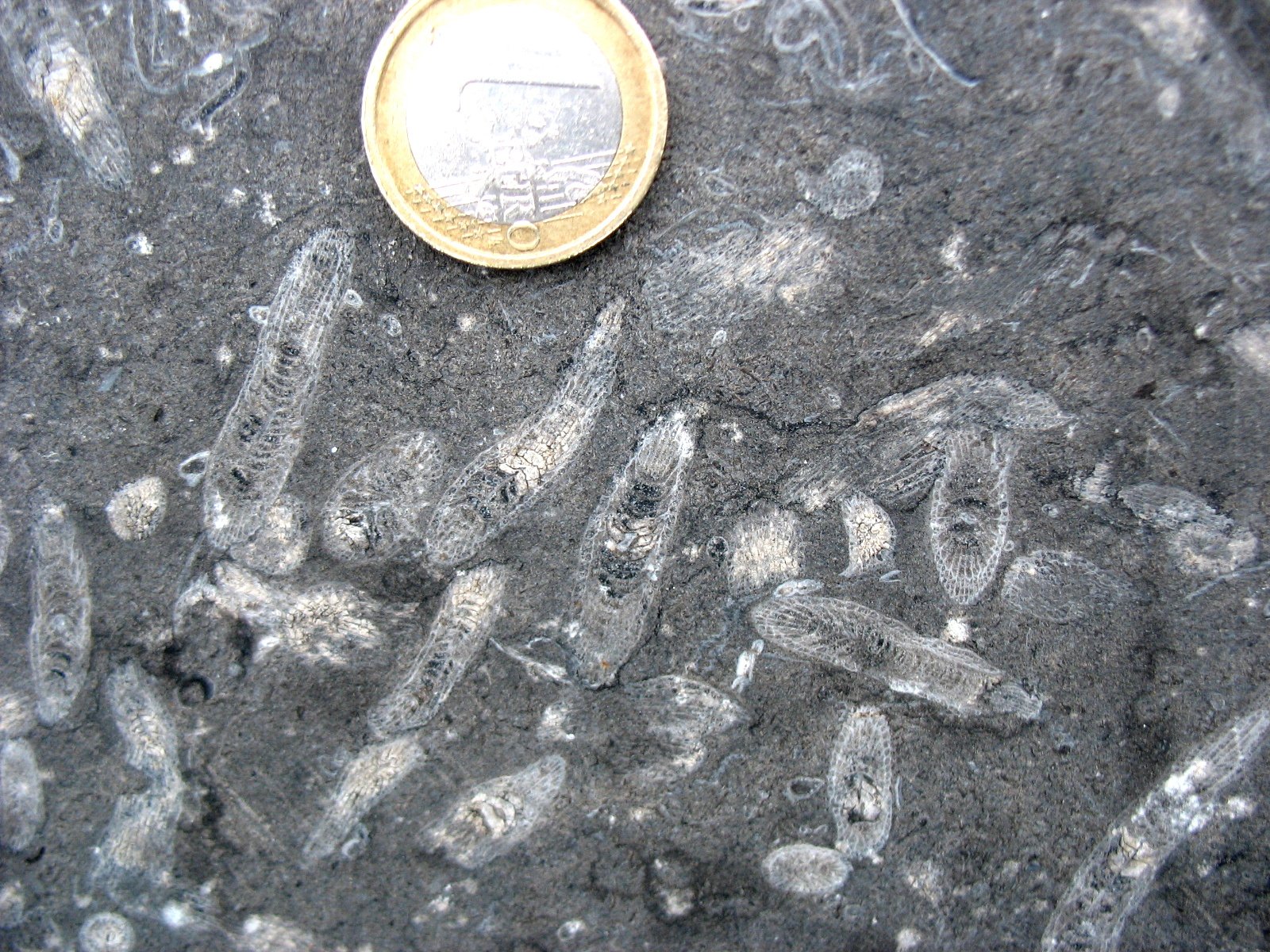 What Ancient Coral Wisdom Teaches Us About Survival (image credits: wikimedia)