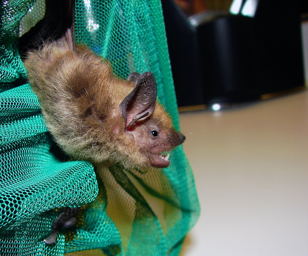Bats: Echolocation Beyond Sound (image credits: flickr)