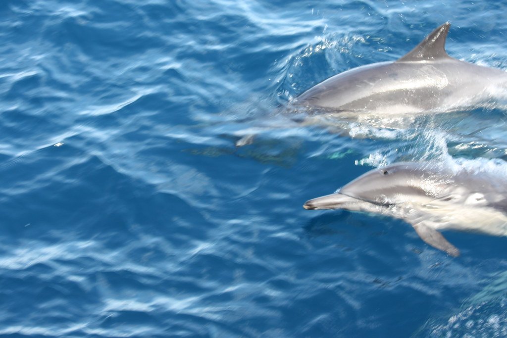 Dolphins: Biological Sonar Masters (image credits: flickr)
