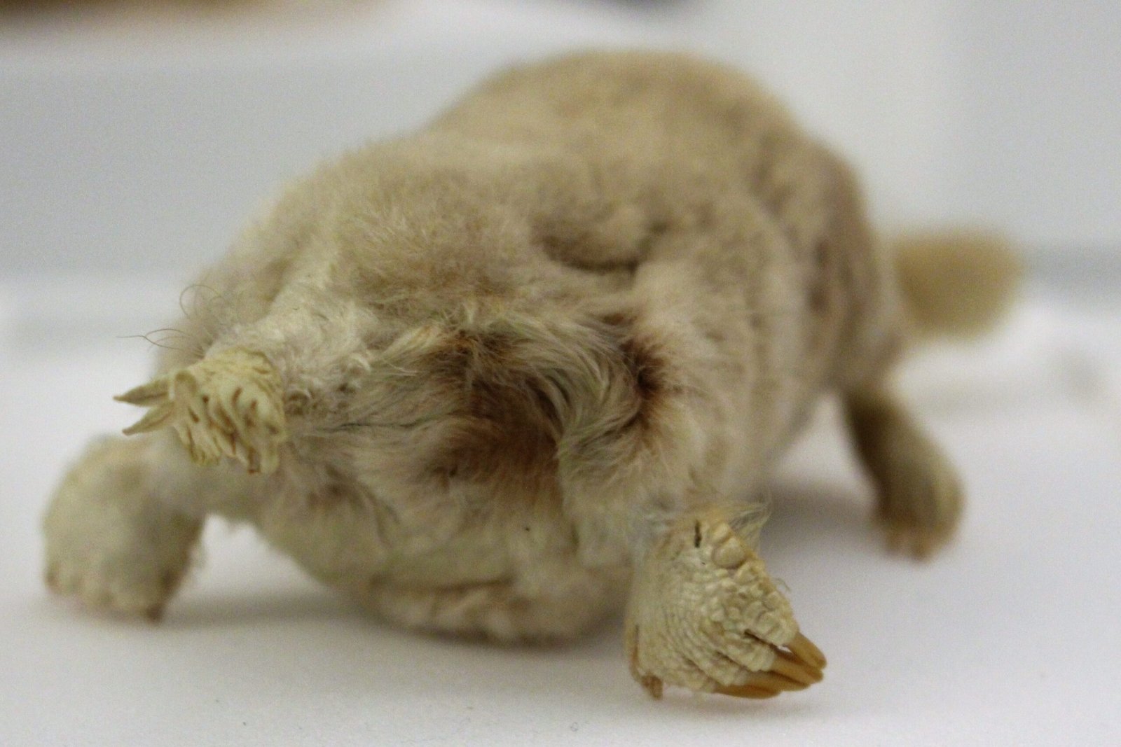 Star-Nosed Moles: Touch at Light Speed (image credits: kindly granted by the author, CC BY-SA 4.0, https://commons.wikimedia.org/w/index.php?curid=79104907)