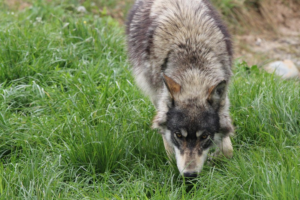 Wolves: Scent Memories That Last Forever (image credits: flickr)