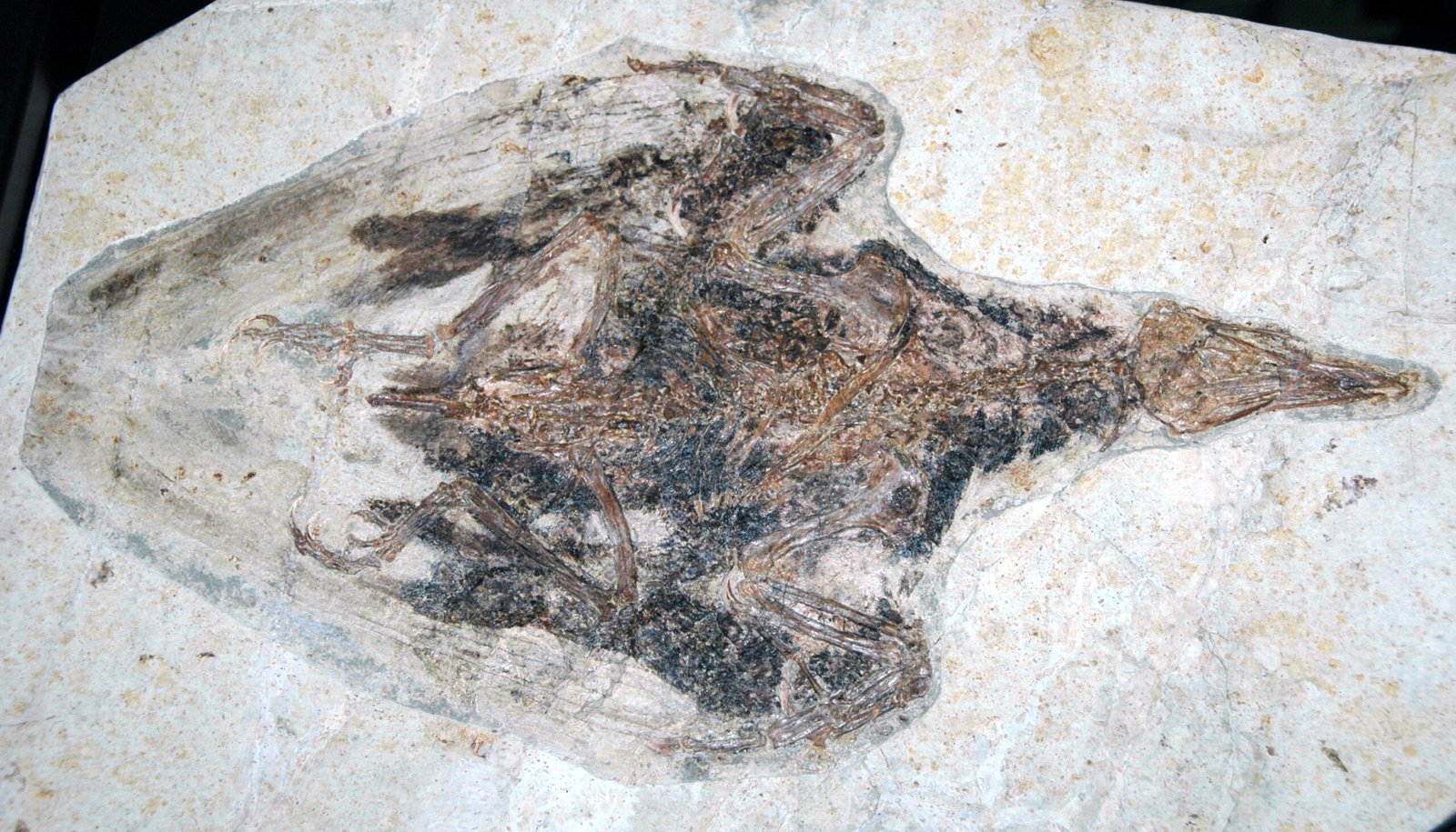 The Teeth That Terrorized Ancient Skies (image credits: wikimedia)