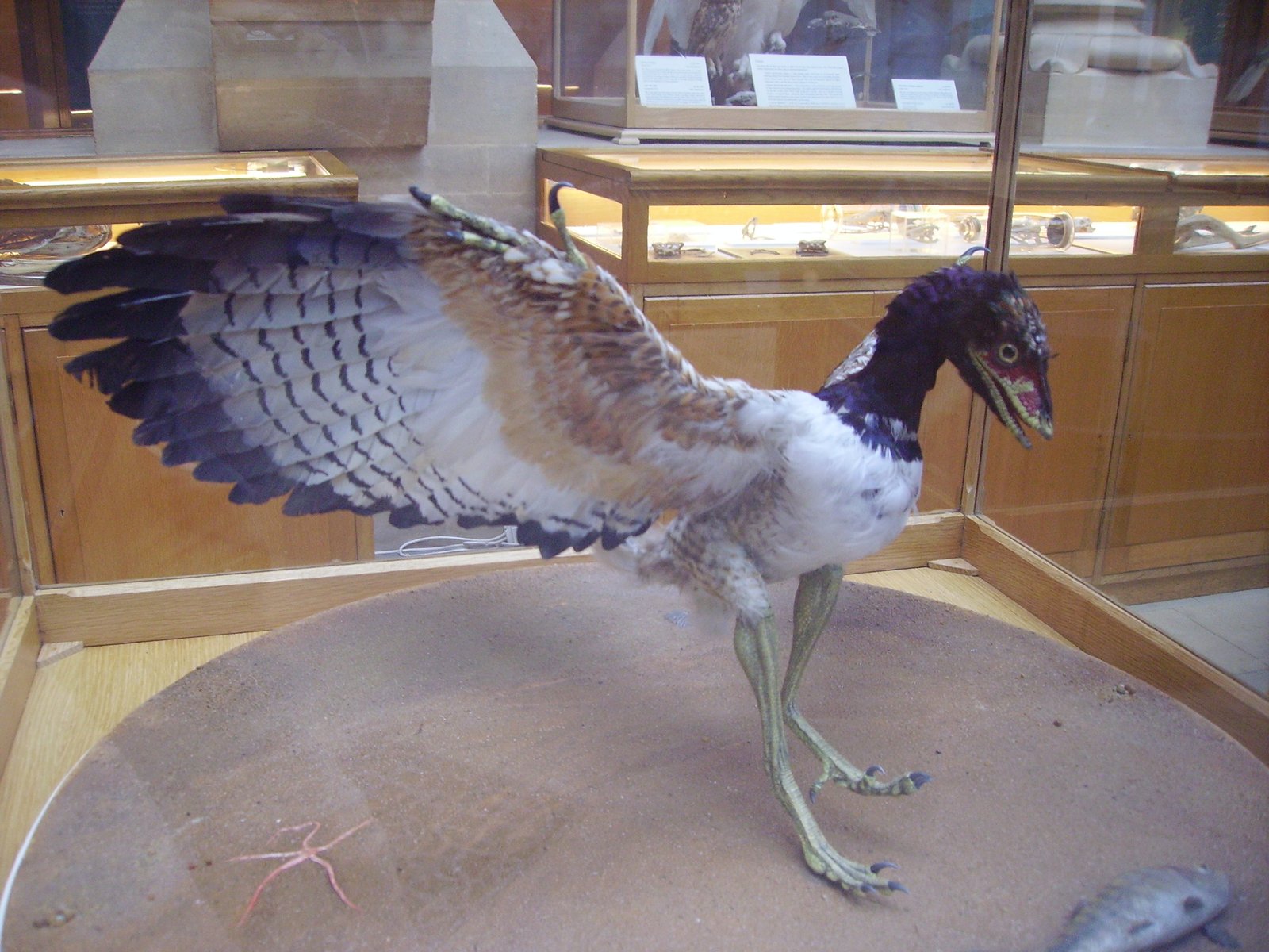 Feathers That Defied Expectations (image credits: wikimedia)
