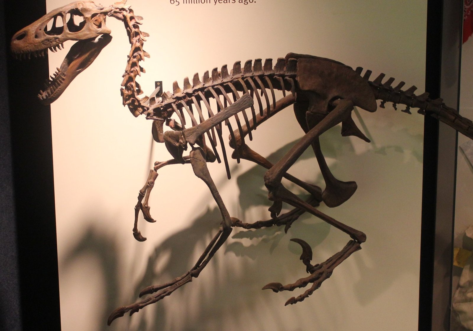 Evolutionary Links to Modern Birds (image credits: wikimedia)