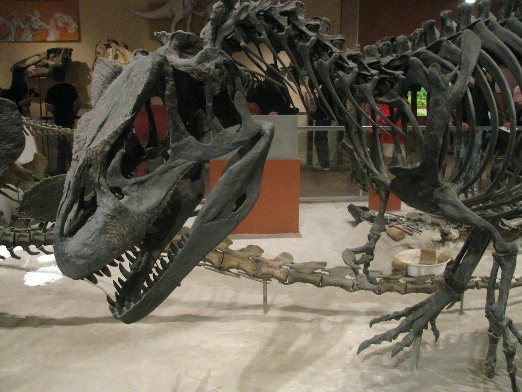 Predators and Survival Strategies (image credits: flickr)