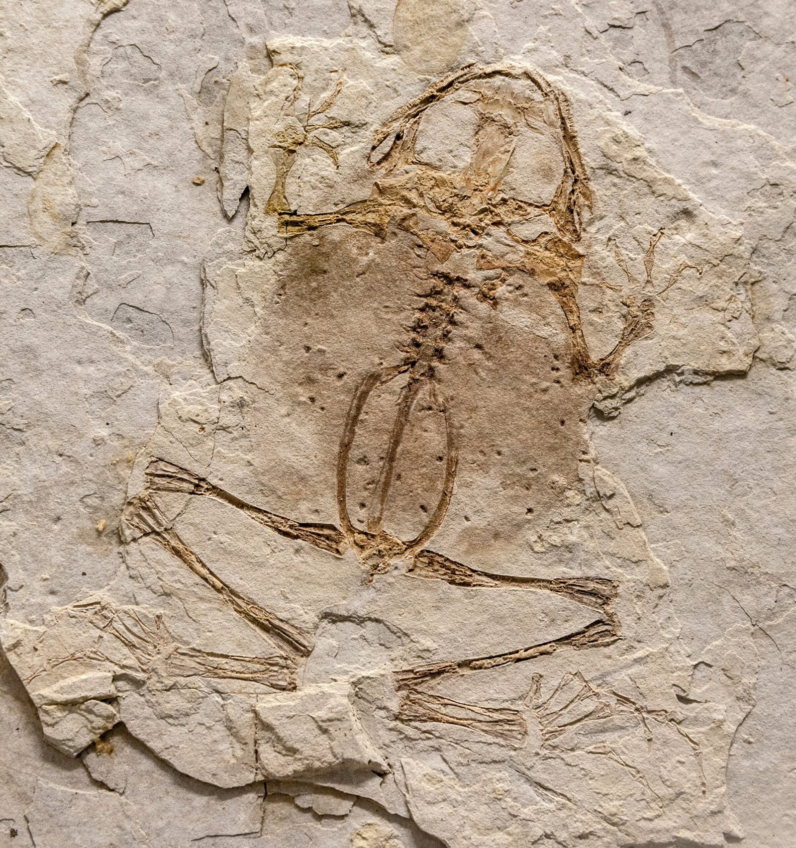 The Discovery That Shocked the Scientific World (image credits: By Tiouraren (Y.-C. Tsai), CC BY-SA 4.0, https://commons.wikimedia.org/w/index.php?curid=86384874)