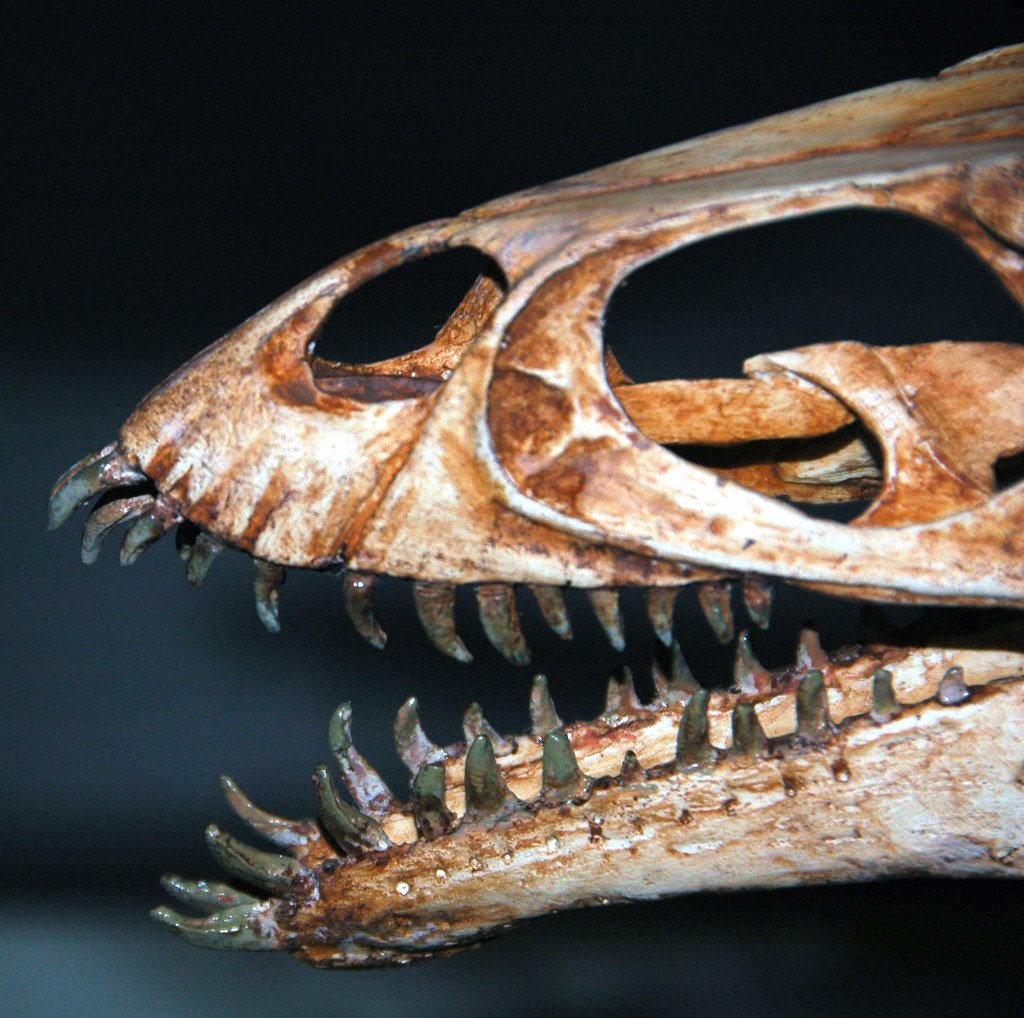 The Predator-Prey Arms Race of the Cretaceous (image credits: flickr)