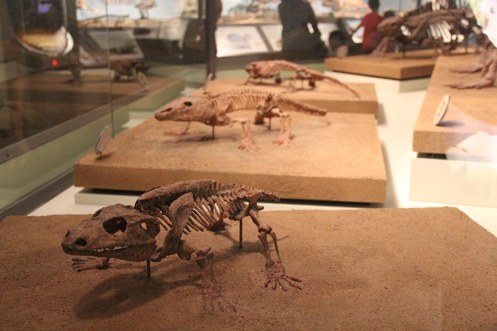The Broader Impact on Paleontology (image credits: flickr)