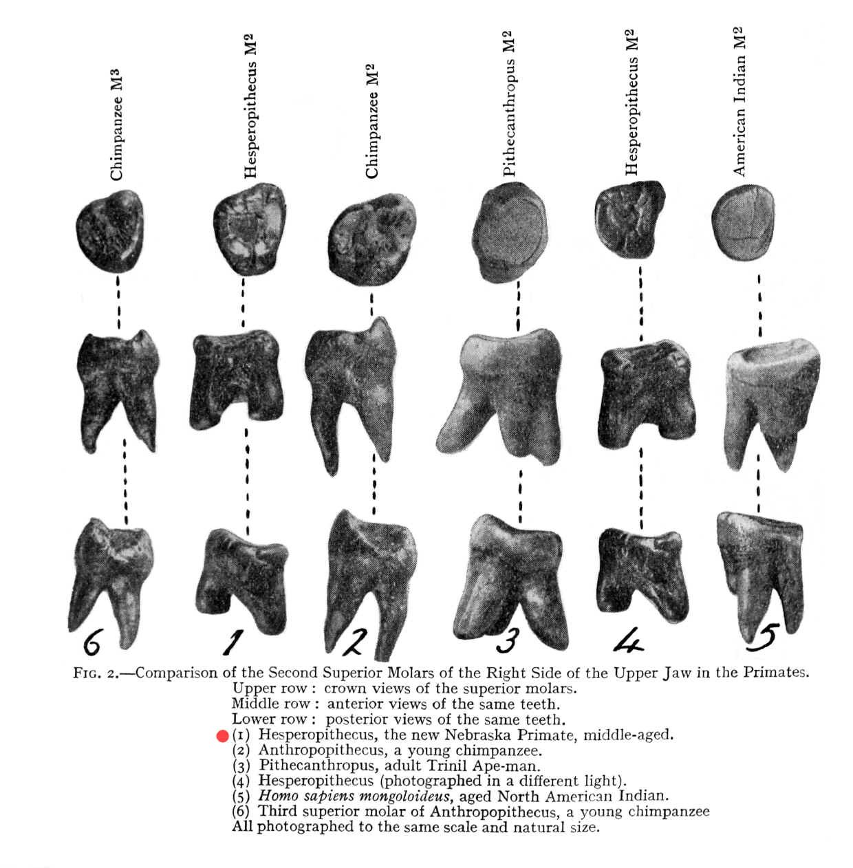 Nebraska Man: Building an Entire Species from One Tooth (image credits: By NA, Public domain, https://commons.wikimedia.org/w/index.php?curid=22603073)