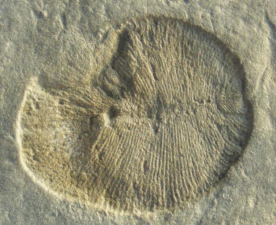 Dickinsonia: The Fossil That Confused Scientists for Decades (image credits: wikimedia)