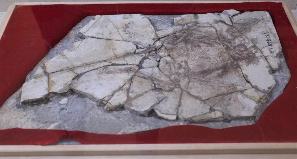 10 Times People Got Fossils Completely Wrong