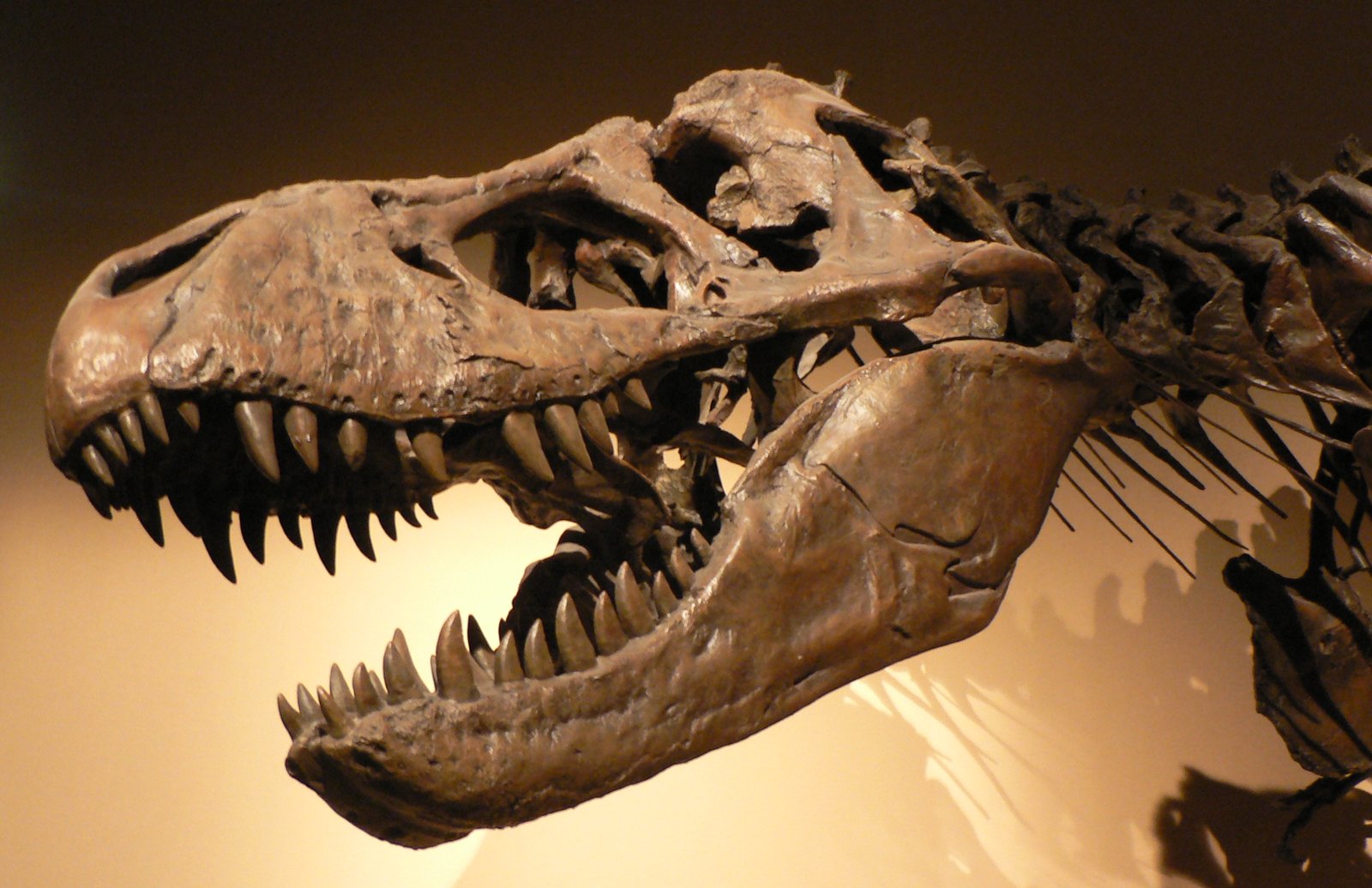 Why Teeth Are So Expensive (image credits: wikimedia)