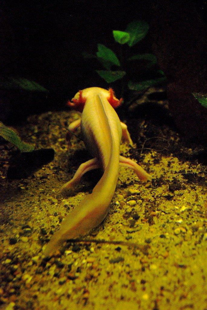 Environmental Pressures and Adaptation (image credits: flickr)