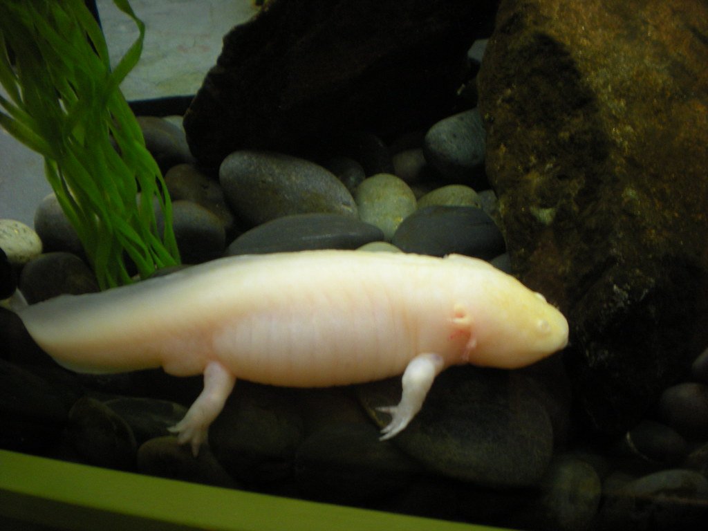 The Metabolic Cost of Perfection (image credits: flickr)